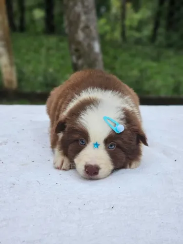 Border Collie | Visite nosso canil 