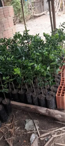 Mudas de laranja, limão e tangerina