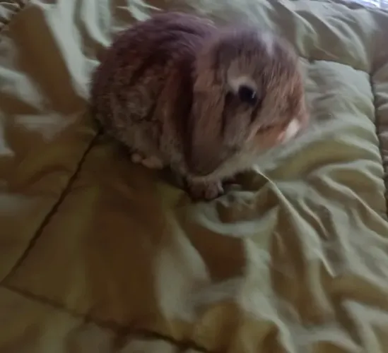 Coelho Mini Lop filhote