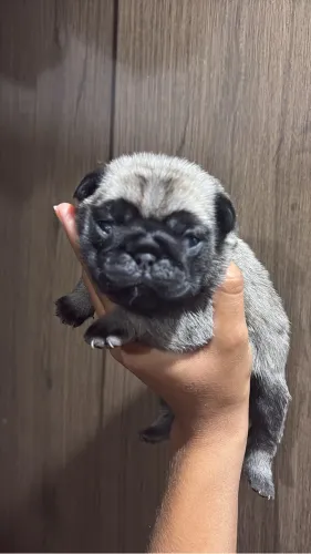 Filhotes de pug