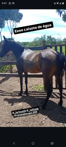 Égua mangalarga marchador