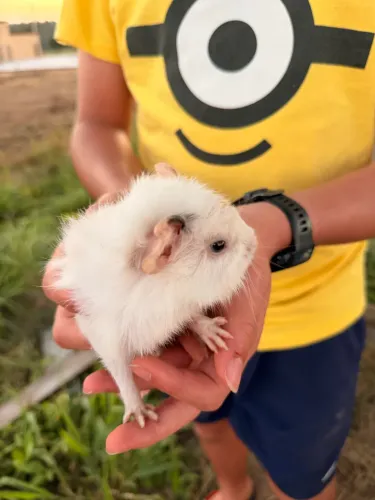 Porquinhos da índia 