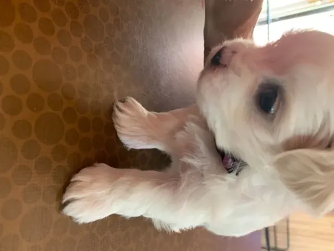 Seu amigo de quatro patas espera por você