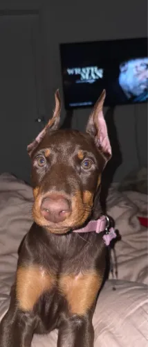 Doberman Fêmea - 2 meses - Pedigree