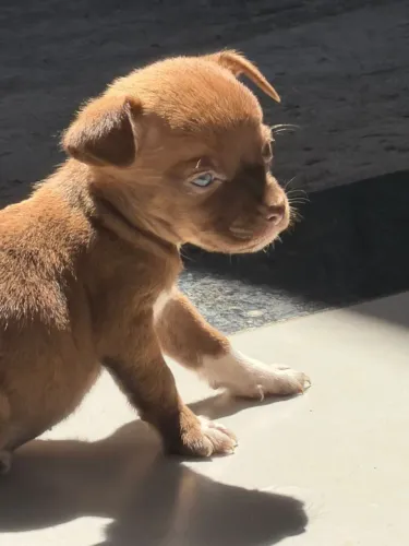 DOAÇÃO DE FILHOTE MACHO PORTE PEQUENO