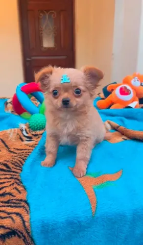 Chihuahua Macho