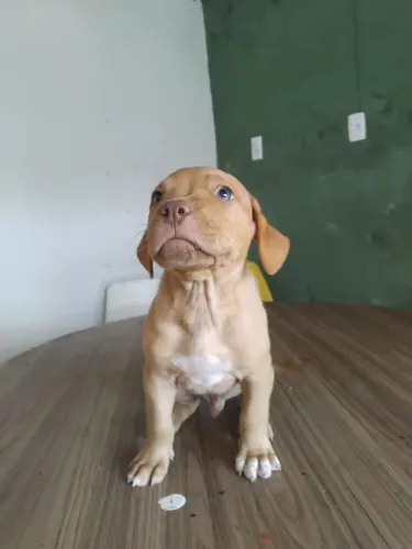 Pitbull