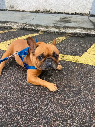 Doacao buldog frances