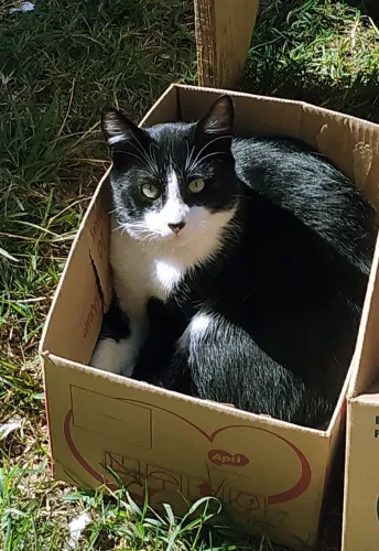 Doação de gatos fofos.