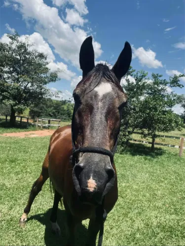 Cavalo bom de lida