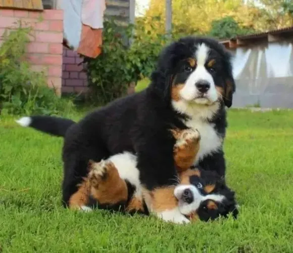 bernese Ele gosta de clima frio.
