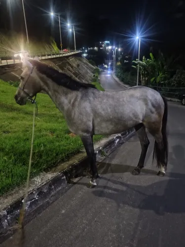 Égua cavalo