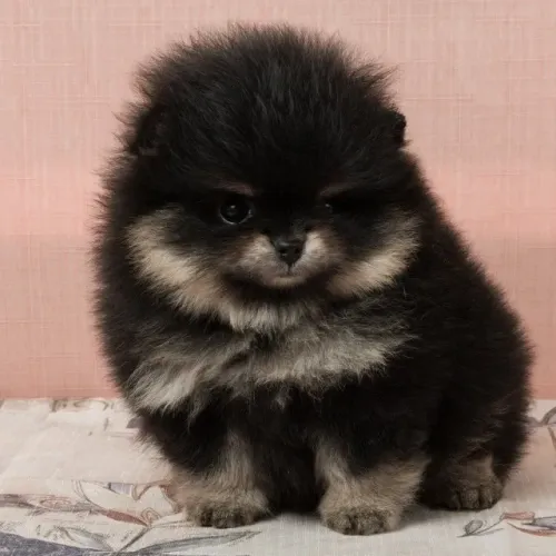Cachorro Lulu da Pomerania ursinho de pelagem black impressionante