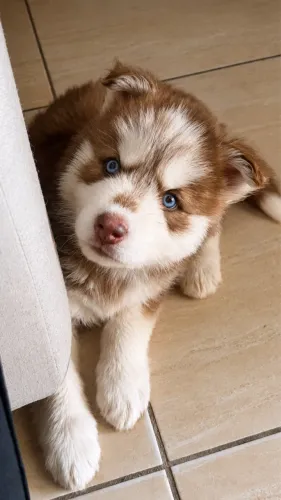 Filhote de Husky siberiano