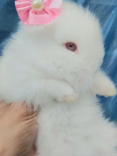 Filhote mini Coelho Teddy Albina