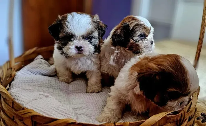 Shih tzu Fofuras nos últimos lotes