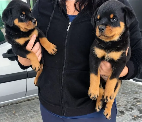 Rottweiler Filhotes padrão Gigante sem rabkmo e vacindos