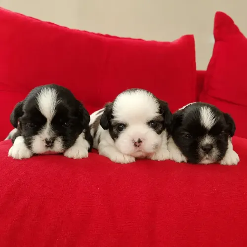 Filhotes Shih Tzu Machos - Raça Pura | Reserva Disponível