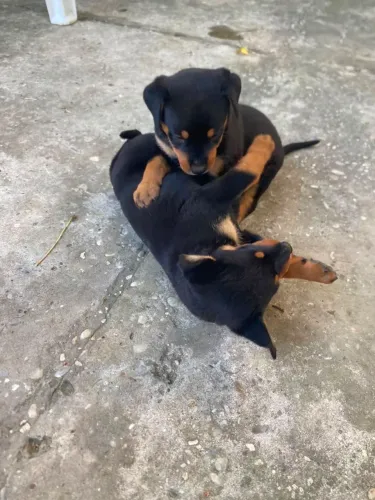 Rotweiller 