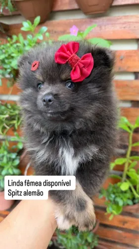 Filhotes de spitz alemão
