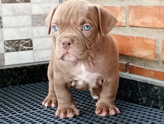 American Bully filhotes com pedigree 