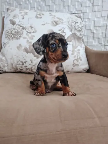Daschund salsichinha teckel filhote