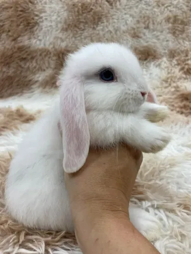 MINI LOP URUGUAIO