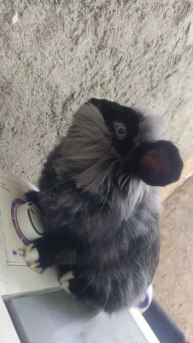Mini coelho
