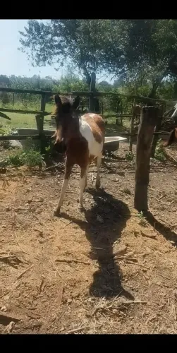 VENDO POTRA PAMPA 