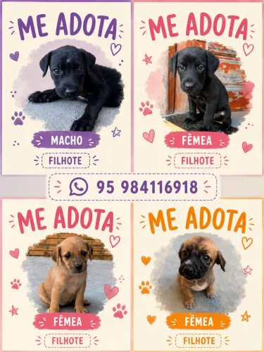 Doa -se filhotes de vira lata 