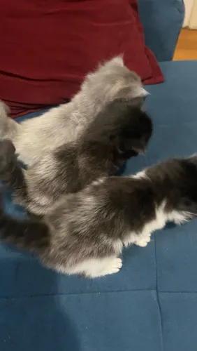 Gato