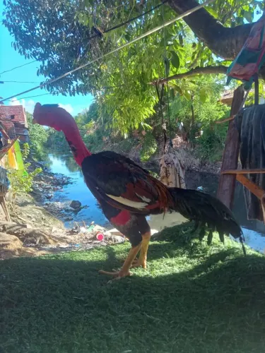 Frangos e galinha pra vender