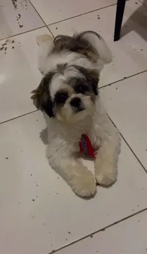 Cachorrinho Shitzu pra venda