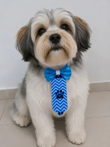 Kit com 50 Gravatas Social cetim Pet