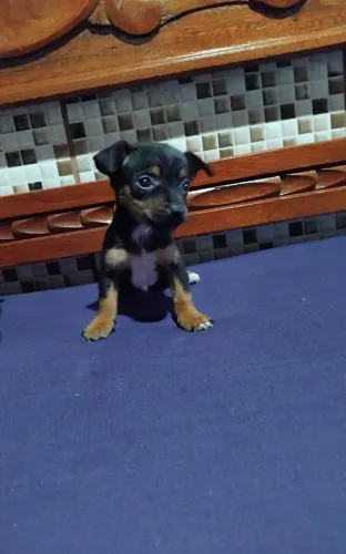 Vende-se filhote de pinscher macho