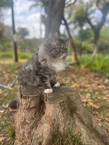 Gato Macho Persa para cruzar - Santo André/SP