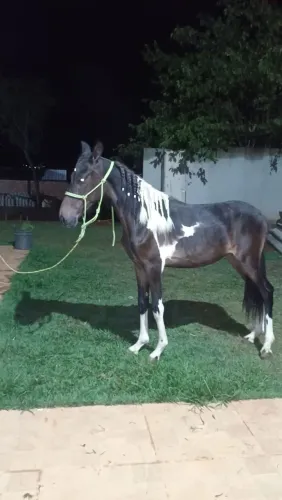 Vende si potro mangalarga machador pampa de preto