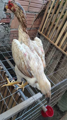 Franga da raça Mura com 14 meses em torno de 3 kg r$ 300 em até 3x no cartão