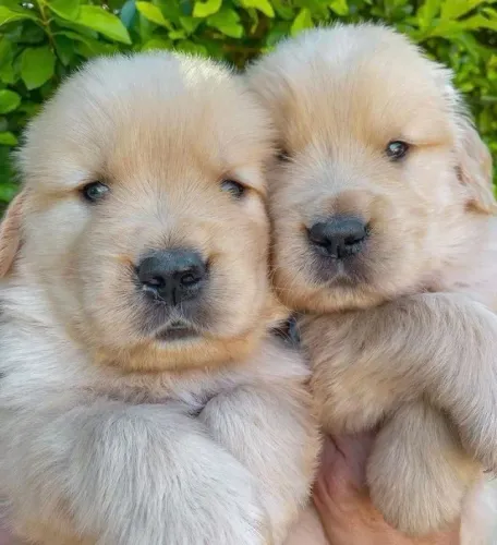 Filhotes golden retriever linhagem selecionada super saudáveis e ativos