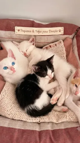 Gatinhas filhotes para doação 