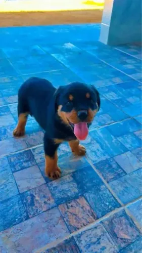 Rottweiler Um cachorrinho com jeitinho de amor verdadeiro