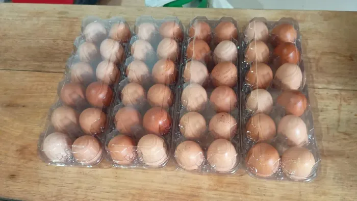 Vendo ovos de angolista