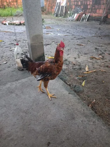 Vendo frango caipira.