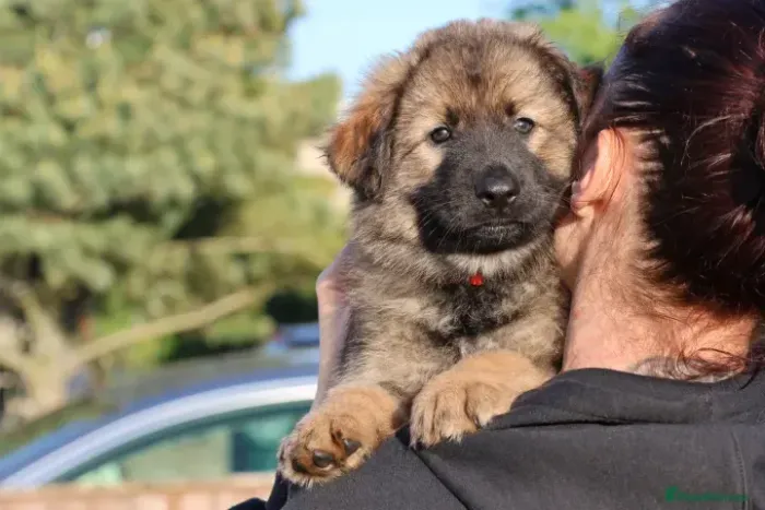 Filhote de cachorro Pastor Alemão de pelagem densa e muito dócil