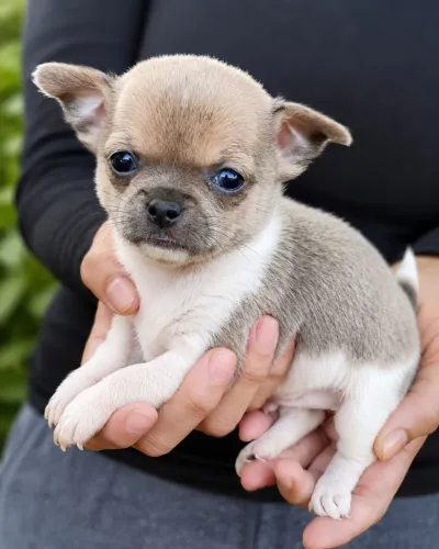 Lindo chihuhahua macho Blue Sable