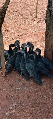 Patos selvagens