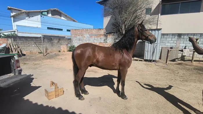 Cavalo mm