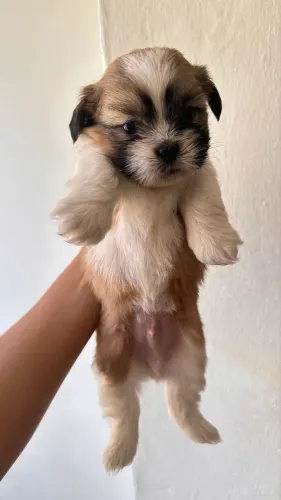 Filhote Shih tzu macho