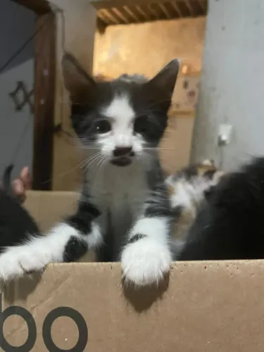 Doação/adoção de gatinhos