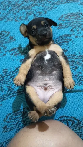 Pincher 1 puro de pai e mãe n1 já está se alimentando pai e mãe no local 